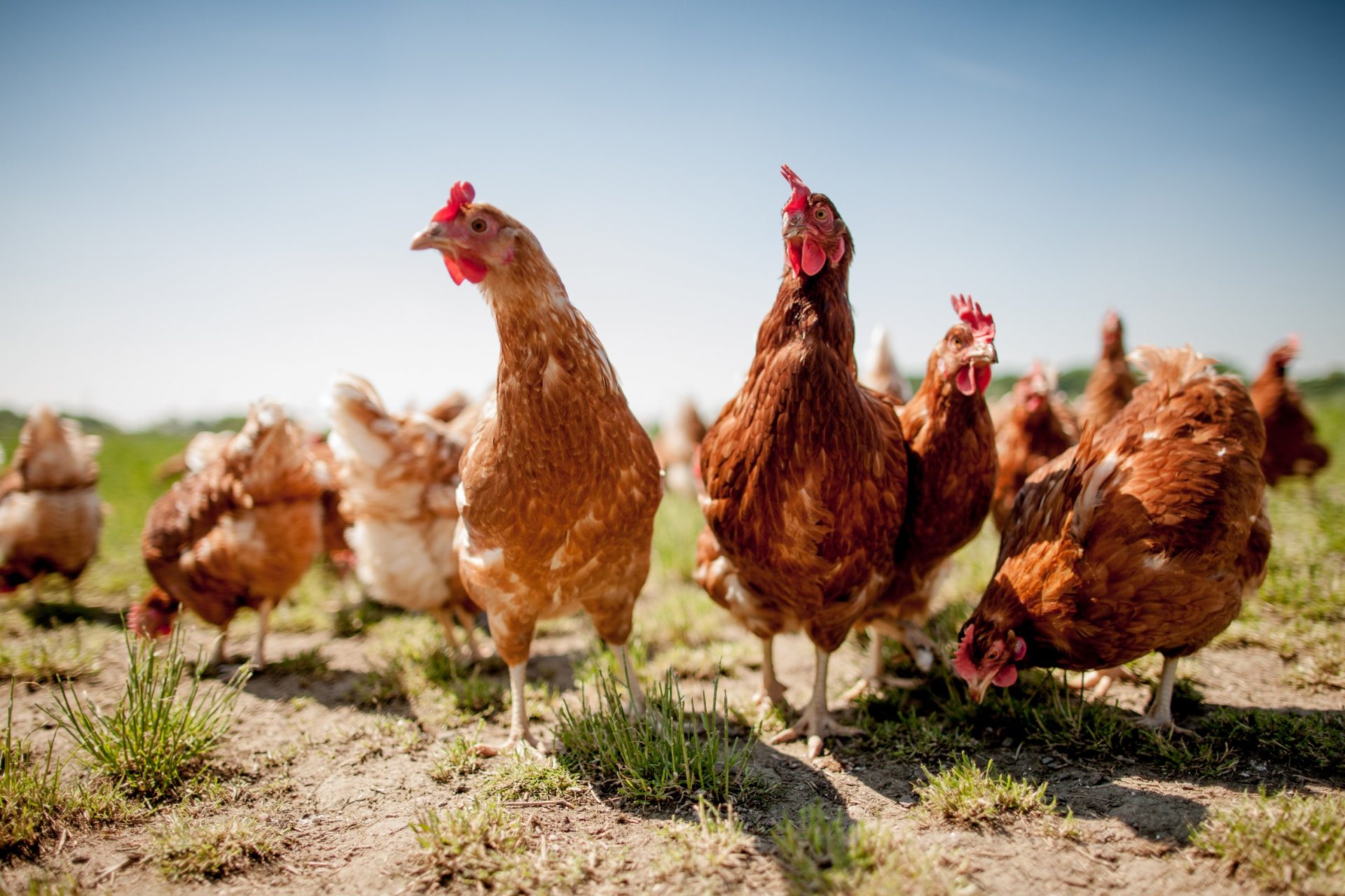 Nützliche Tierhaltung im Garten LEITERMANN Blog für