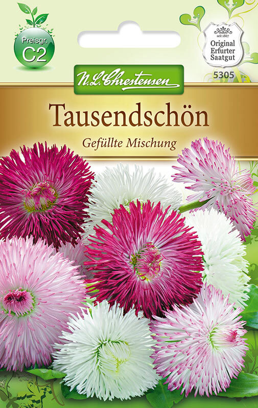 Bellis perennis Gänseblümchen Gefüllte