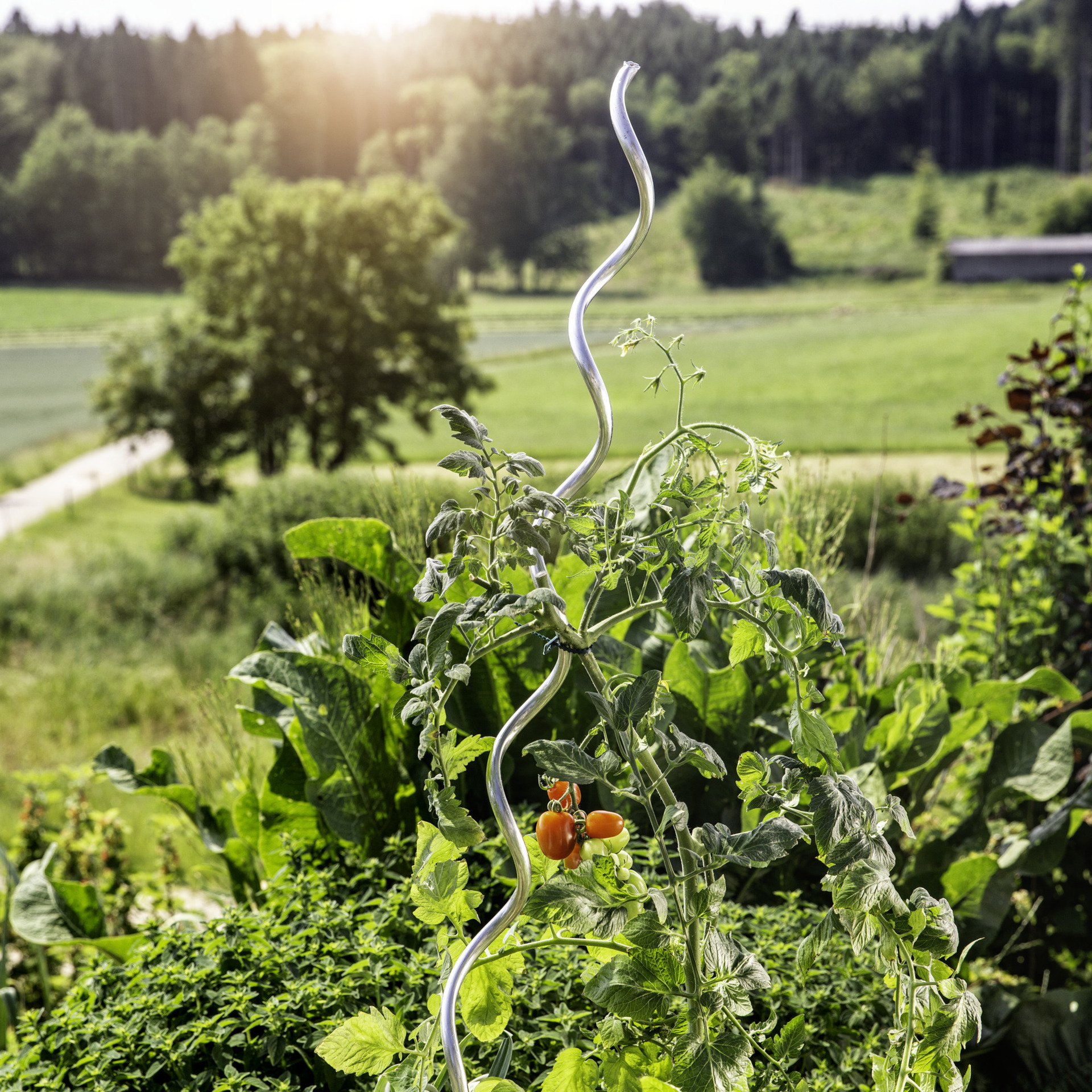 Windhager Tomatenspiralstab Aluminium