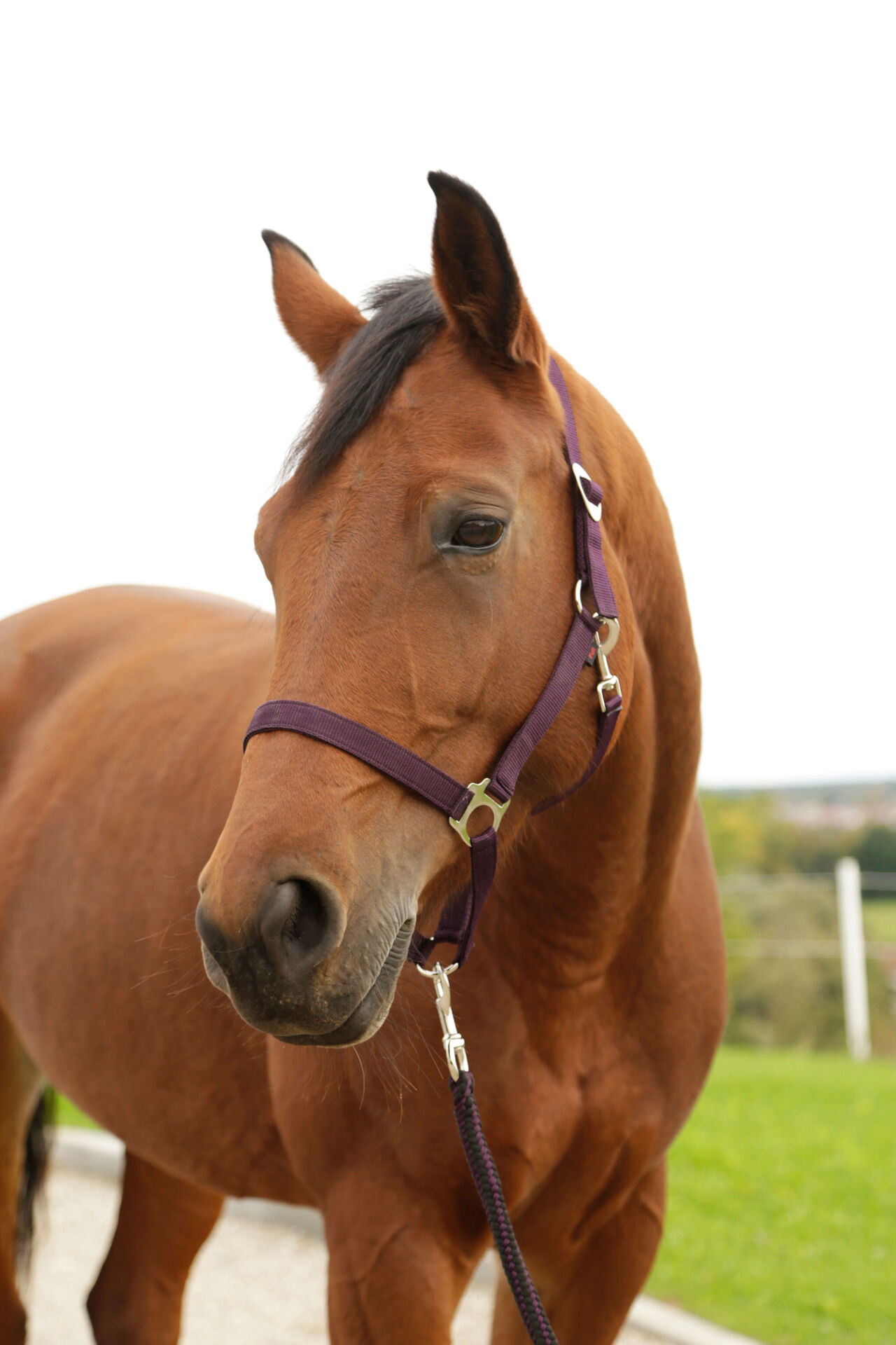 Nylonhalfter Hippo, Pony